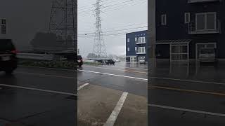 福井台風１１号