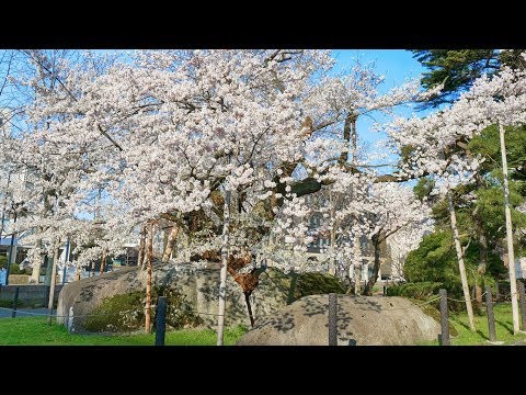 石割桜 | 昔むかしの石割物語 [4K] Why did i break a rock? | Morioka, Japan | 岩手･盛岡観光動画