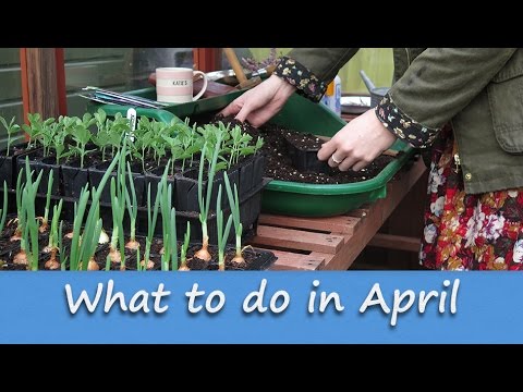 Jobs to do in the Allotment Garden - April