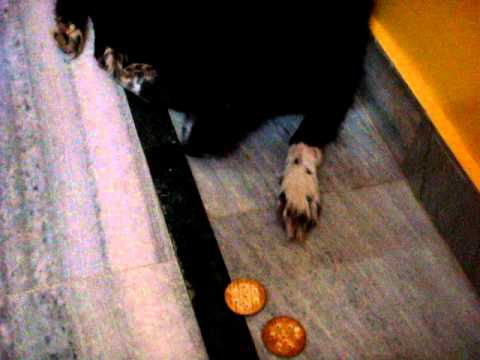 dog fighting for food..my doggy...