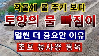 [텃밭농부. 1,391]  작물의 물주기 보다, 토양의 물빠짐이 훨씬 더 중요한 이유. #토양만들기