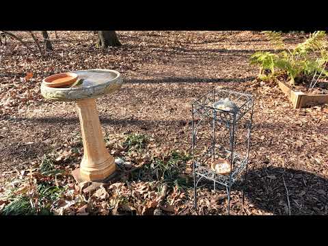 Eight second clip of Ruby Crowned Kinglet 1/30/22