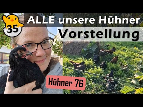 🪪🐤🐔 Ich stelle euch ALLE unsere 35 #HÜHNER vor! 🐓 #Hahn Herkules #Hühnerhaltung #Hühnerstall 76