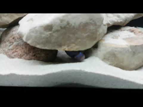 Ice blue zebra cichlid ( Maylandia Greshakei)