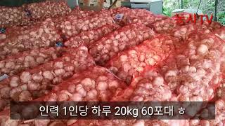 마늘농사-마지막 단계 선별 작업, 올해 마늘에 치여 삽니다.[농사TV]