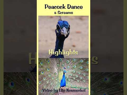 मोर नृत्य Peacock Dance Highlights 69 Million Video by Ute Neumerkel, Screams #peacockdance #peacock