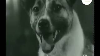 Laika: 60 años de la perrita cosmonauta