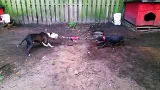 THOMPSON&#39;S KENNEL&#39;S  (CRUSH AND HUSTLE MAN )