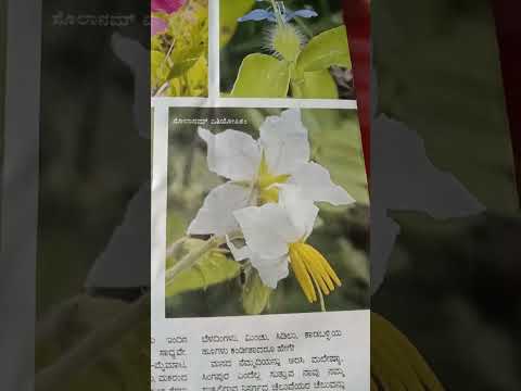 #dnrj creative 's #flowers