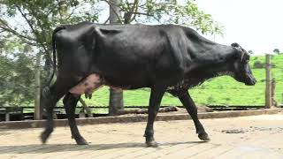 Vídeo 15 - 1º LEILÃO ANUAL SITIO TIMOTEO | VACAS 3/4 E 7/8