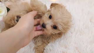 ハーフ犬の動画01