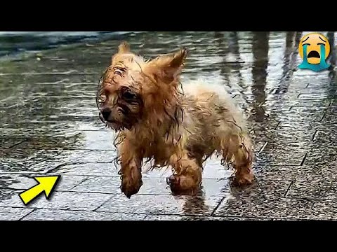 😢 A stray dog with a broken leg followed me, as if pleading for help.