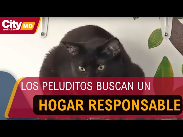 Jornada de adopci??n de animales en Chapinero este 4 y 5 de octubre