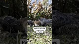 Python swallows 77-pound deer in Florida #shorts