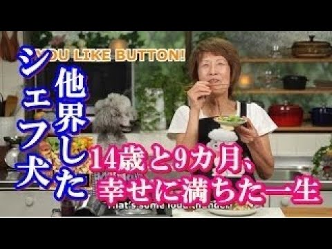 Saito: The Sushi God of Tokyo