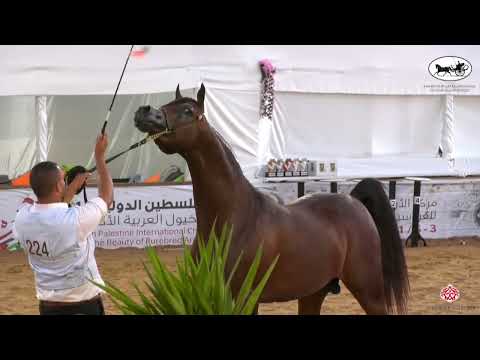 N 224 RAWAF AL BIDAYER   Palestine International Championship 2022   Colts 3 Years Old A Class 18