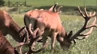 Two Fat Ladies S03E05 The Air Race