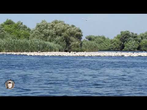 Sute de pelicani in lacul Baclanesti, Delta Dunarii. Aug 2020. Many pelicans in a lake Danube Delta