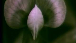 Music video thumbnail preview for Elysian Fields - An Outsider Undeserving Of Love (Official Video) by Elysian Fields