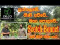 ගිණි අව්වේ මහා පොලොවේ Scotch Bonnet නයි මිරිස්