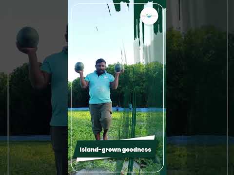 Watermelons are ready!