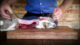How to butcher a rabbit