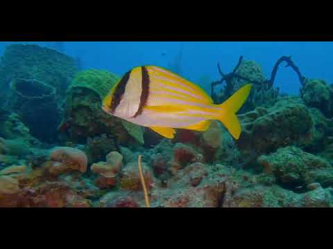4 Grunt - scuba diving video