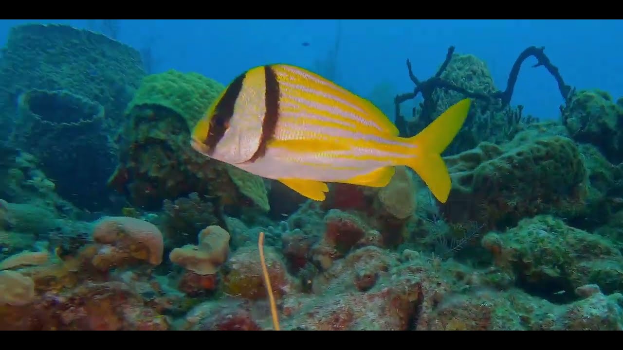 Silvery - Second of 2 Caribbean Silvery Fish videos, genus and species.