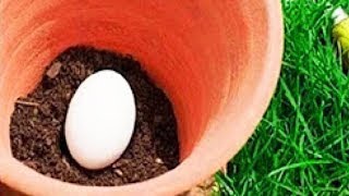 Bury An Egg In Your Garden Soil, What Happens Few Days Later Will Surprise You
