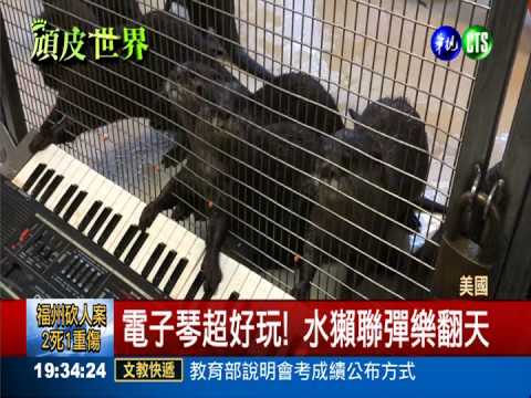 電子琴超好玩! 水獺聯彈有模有樣