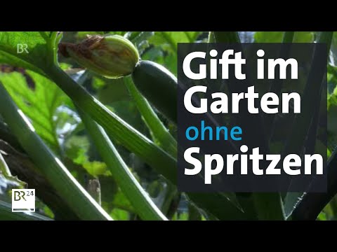 Pesticides in the garden – even though no spraying was done? | Abendschau | BR24