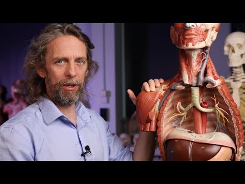 Oesophagus anatomy (or esophagus)