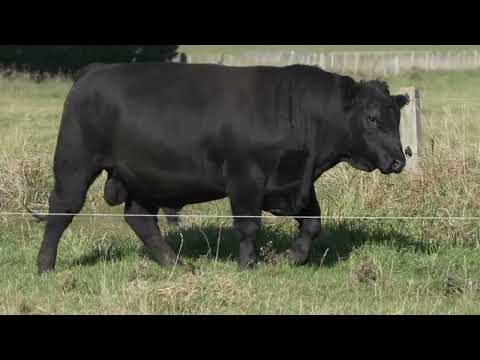 Lot 9 DANDALEITH WINSTON 105