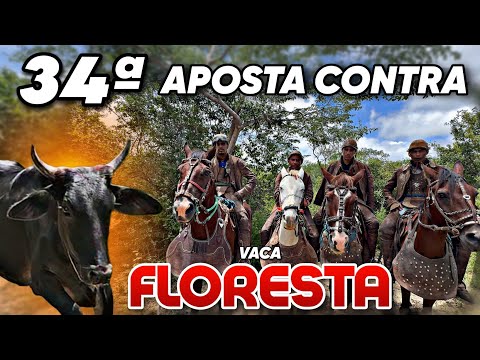 VAQUEIROS DE MIRANDIBA E SALGUEIRO CONTRA O GADO DOS HONORATO