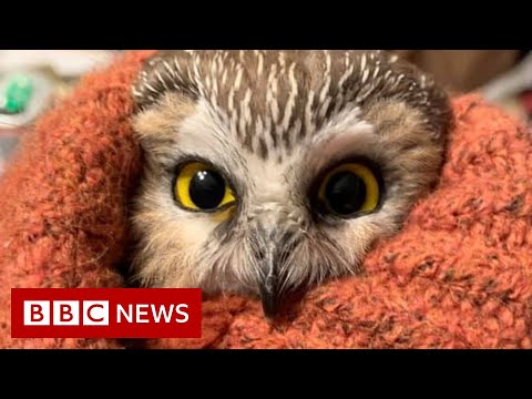 Rockefeller Christmas tree owl released into the wild - BBC News