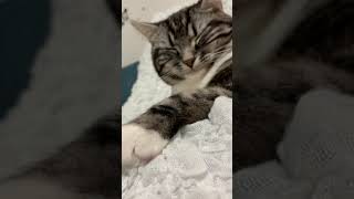 #Shorts お手手にピント持っていかれても可愛い猫 足長マンチカン まる Munchkin cat