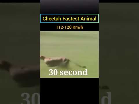 Cheetah Full Speed || Drag Race Formula E car Vs Cheetah || Fastest Animal in the world #cheetah