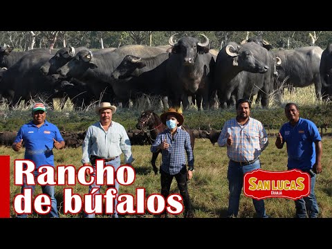 , title : 'Rancho de Búfalos | Producción, alimentación y consumo | Segunda parte | Granja San Lucas'