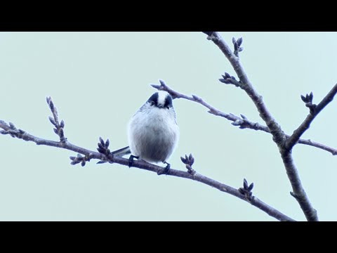 小鳥たちのモーニングスタイル（中井町厳島湿生公園周辺）