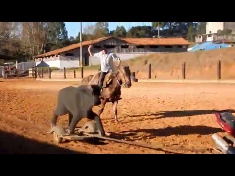 treino com os amigos ... cavalo show do amigo ricardo moletta