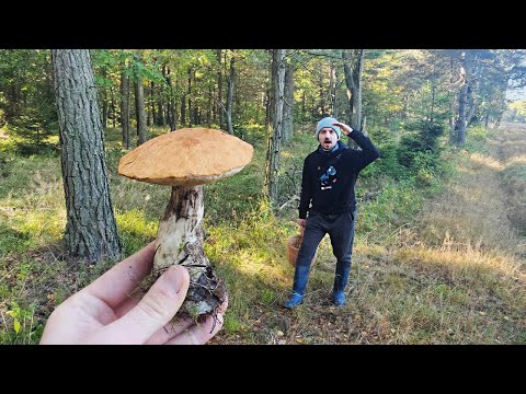 Grzyby z rana rosną zmrożone - Grzybobranie (Październik 2023)