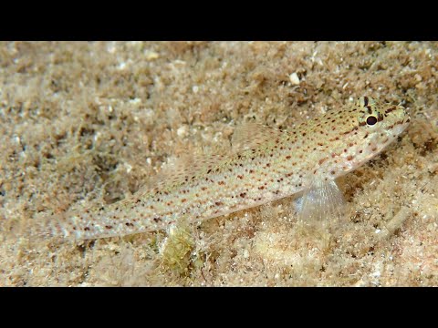 Gobius bucchichi