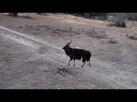 Djuma: Nyala bull - 17:17 - 08/04/18