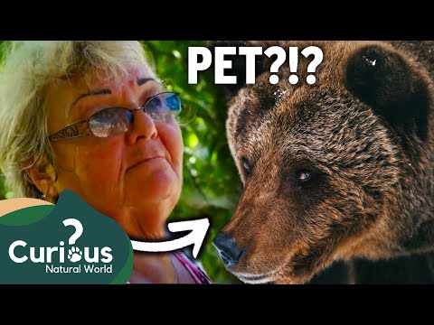 This Woman Has A Grizzly Bear As A PET!?! | Predator Pets | Curious?: Natural World