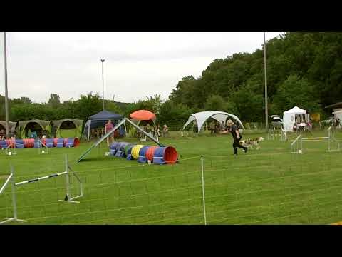 Agility -  Cup  Turnier 31.07.2022  ( Simone mit Connor )