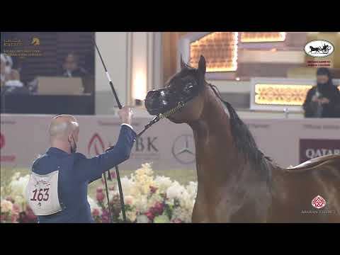 N 163 AMIR AL REEH   Katara International Arabian Horse Festival   Stallions 4 6 Years Old Class 10A