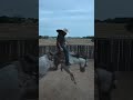 That horse bucked him off 4 times before he hit the ground!#fyp #horse #crazy #cowboys #funny
