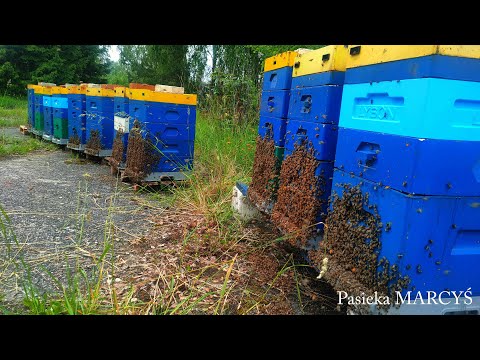 Pszczoły w lesie. Kwitnienie akacji, maliny i jeżyny.