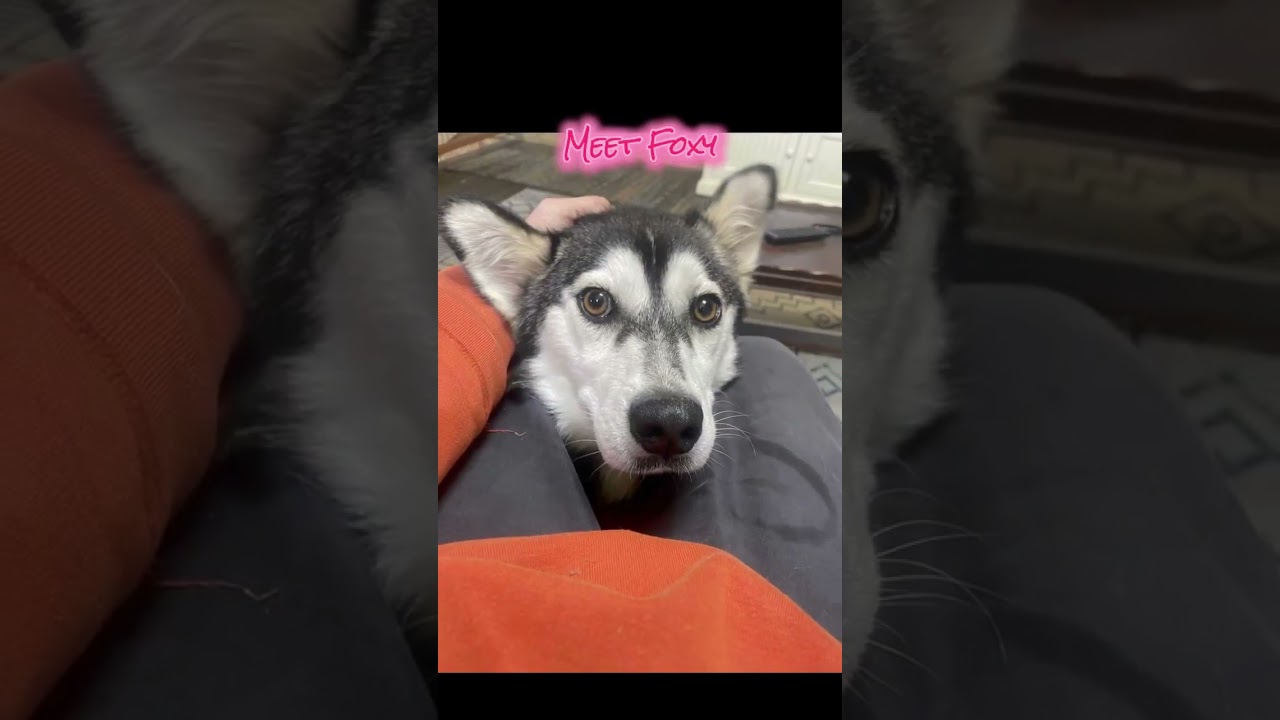 Enlarge Foxy, a Adoptable Siberian Husky in Plain City, OH video 6/6