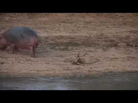 Djuma: Hippo leaving the dam - 18:25 -  10/31/21